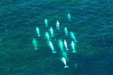 Kayaking With Beluga Whales In Churchill, Manitoba - Adventure Family Travel - Wandering Wagars