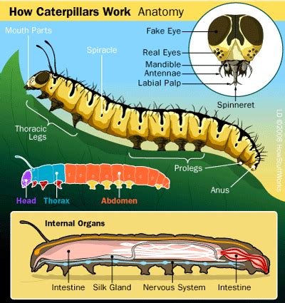 Caterpillar Anatomy Diagram