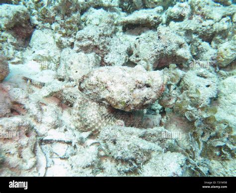 Stonefish camouflage hi-res stock photography and images - Alamy