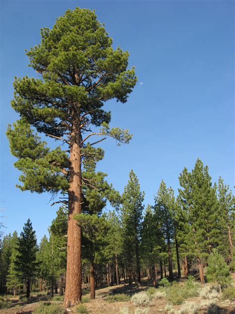 Jeffrey Pine or Black Pine (Pinus jeffreyi) is a North American pine ...