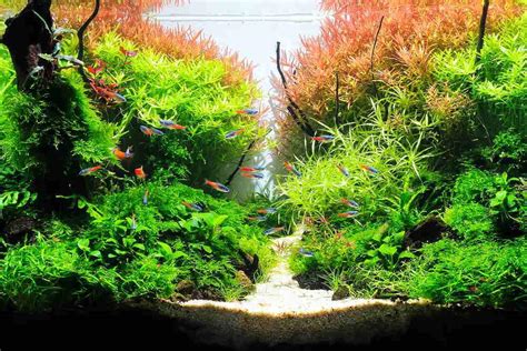 21 Best Low Light Aquarium Plants For Beginners in 2023