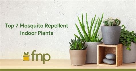 Top 7 Mosquito Repellent Indoor Plants - FNP