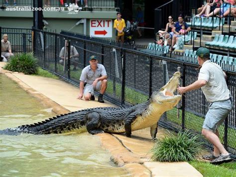 Australia Zoo's Crocoseum Turns 10!, 56% OFF