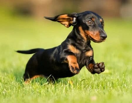 Dachshund Dog Training - Petsyclopedia News