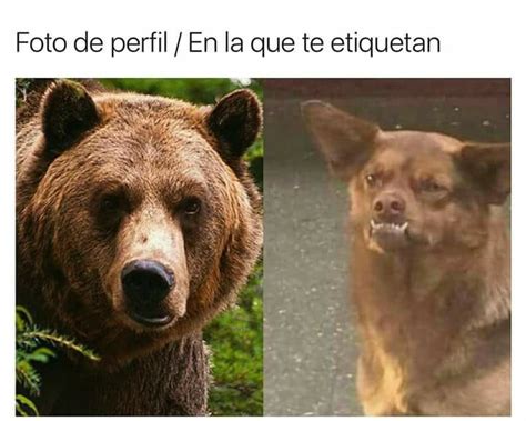 La Historia detrás el Meme: el perrito Chilaquil | Sopitas.com