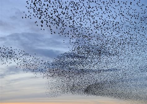 What is a starling murmuration and why do they form? | The Wildlife ...