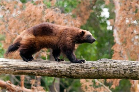 Wolverine Sightings - How We Can Protect Them - defendersblog