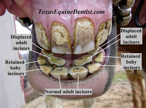 Interesting Case: Retained baby incisors. - Texas Equine Dentistry Blog Texas Equine Dentistry Blog