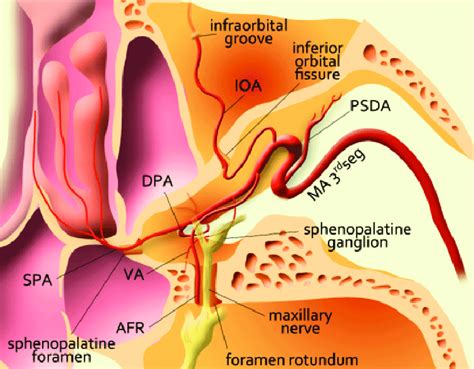 Drawing (cranial view) illustrates the right pterygopalatine fossa. The... | Download Scientific ...