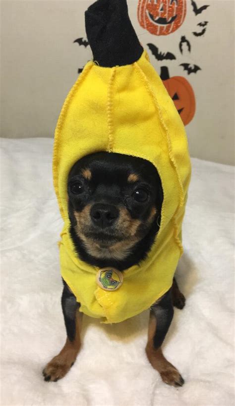 Chiquita Banana Dog Costume by Rasta Imposta | BaxterBoo