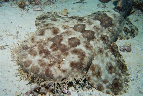 Wobbegong (Carpet shark) | Project Noah