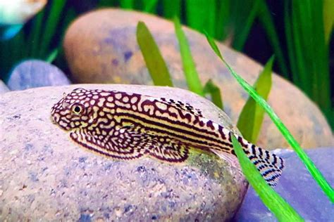 Care Guide for Hillstream Loaches – Housing, Tank Mates, Feeding | Aquarium fish, Fish tank ...