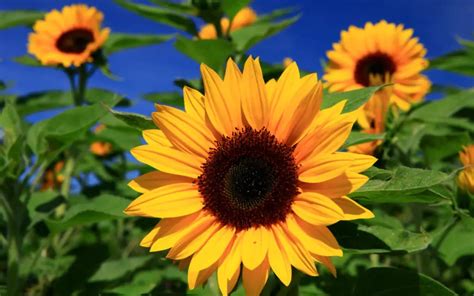 How to Grow Sunflowers in Your Garden - Plant Instructions