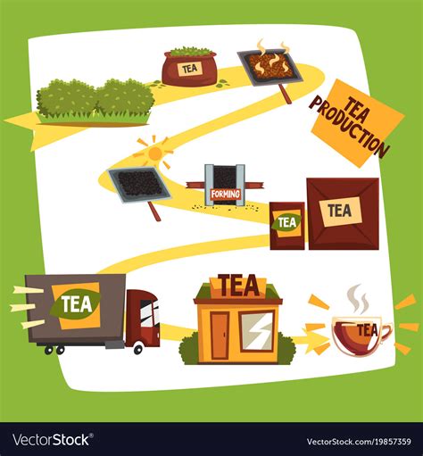 Tea production tea manufacturing process from Vector Image