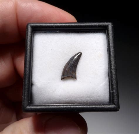 ACHERORAPTOR FOSSIL DROMAEOSAUR 'RAPTOR' DINOSAUR TOOTH FROM HELL CREEK *DT6-188 - TIME VAULT ...