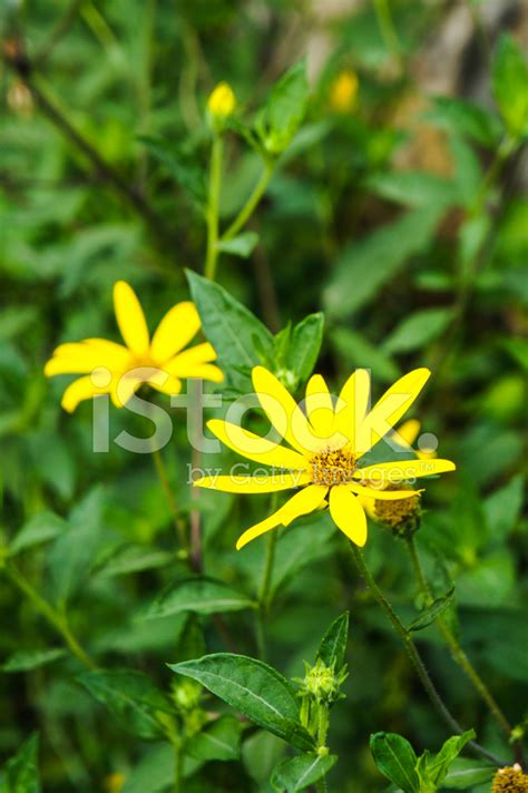 Jerusalem Artichoke Flower Stock Photo | Royalty-Free | FreeImages