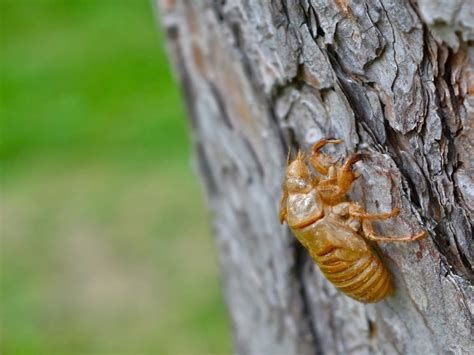 Billions Of Cicadas To Emerge In GA In 2024 | Across Georgia, GA Patch