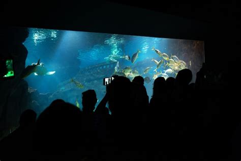 Premium Photo | A large company of people came on a tour of the aquarium. people tourists take ...