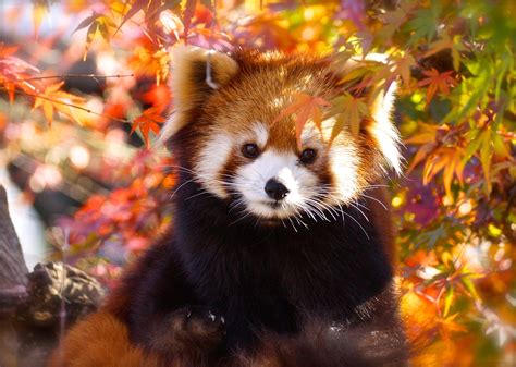 Download Fall Animal Red Panda HD Wallpaper