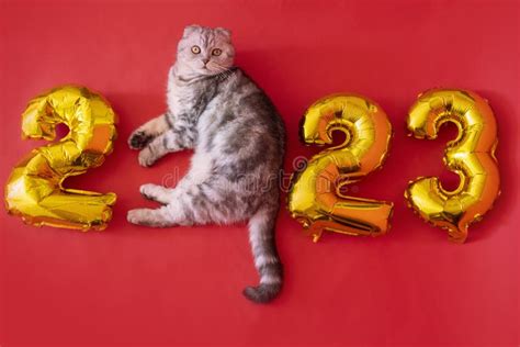 Happy New Year 2023 With Pets – Get New Year 2023 Update