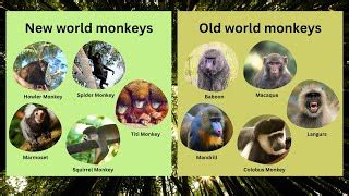 Old World Monkey