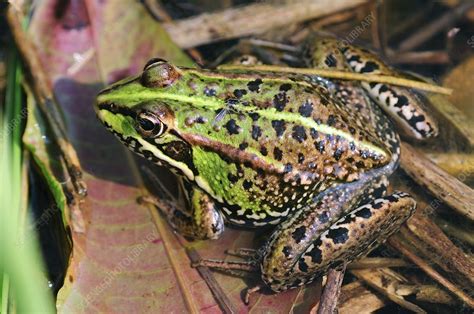 Marsh frog - Stock Image - C046/1836 - Science Photo Library