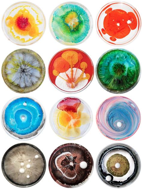 Daily Petri Dish | Biology art, Bio art, Petri dish