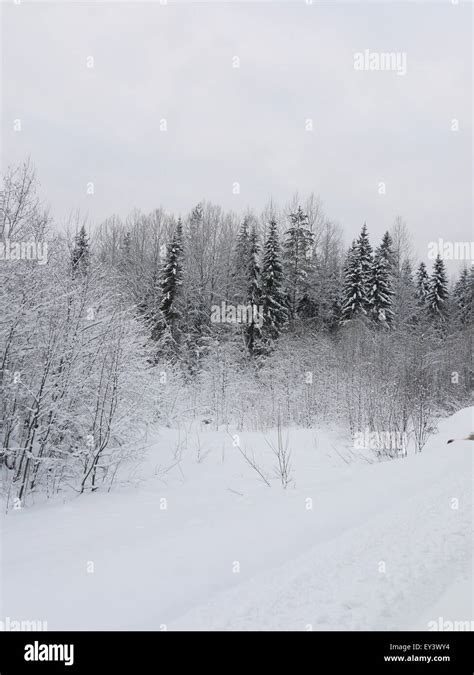 Russian forest in winter Stock Photo - Alamy