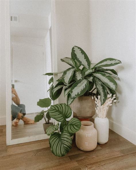 Indoor Plants Aesthetic Bedroom With Plants - Music al sarah