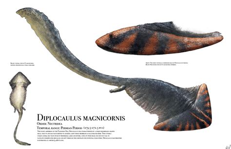 Diplocaulus by PrehistoryByLiam on DeviantArt