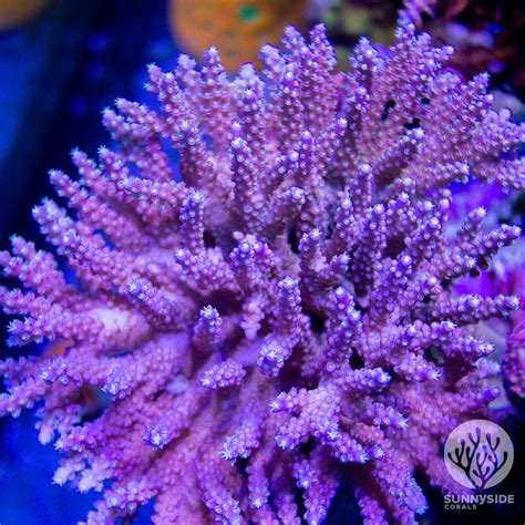 Acropora Coral | Sunnyside Corals | Acropora Coral Care