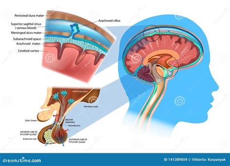 Pituitario Ilustraciones Stock, Vectores, Y Clipart – (580 Ilustraciones Stock)