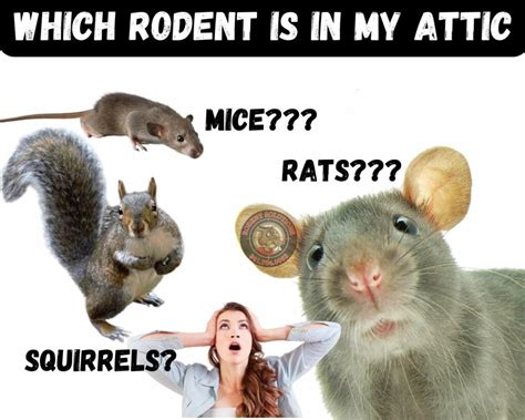 How Does a Rodent Exterminator in Sarasota Know If You Have Rodents