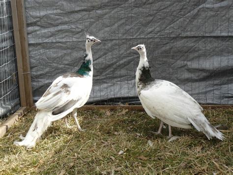 Peafowl for Sale - Assorted Peafowl Chicks | Cackle Hatchery