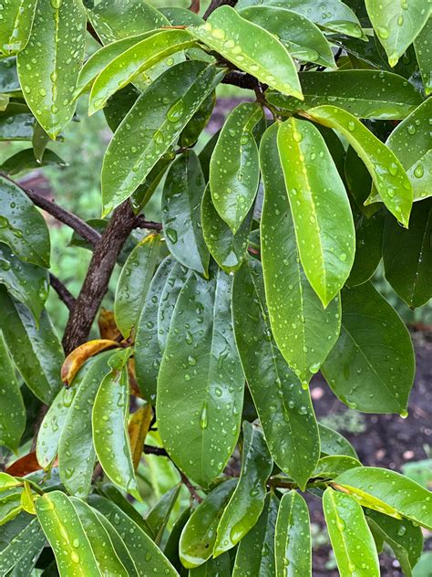 50 Fresh Organic Whole Soursop Leaves, Guanábano Leaves - Etsy