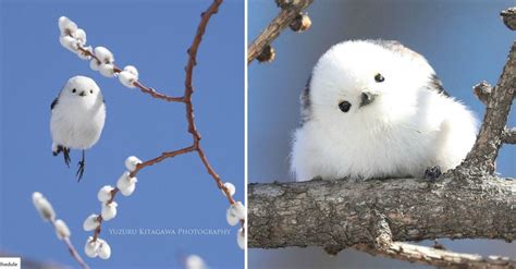 Cute White Birds Images