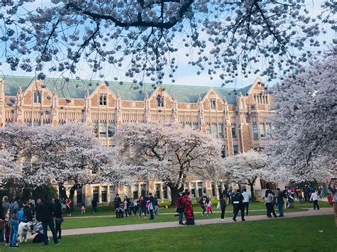 UW Quad cherry blossoms reached peak bloom this week