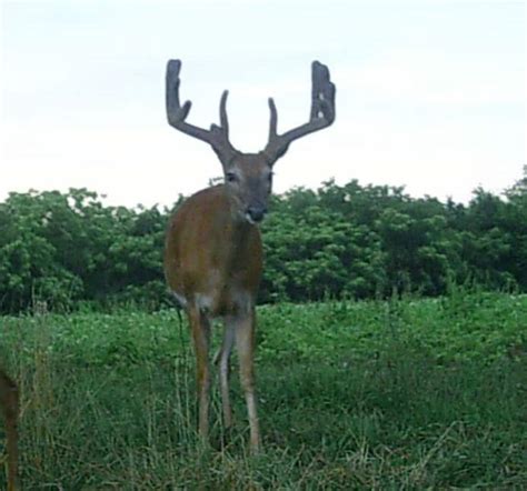 Trail Cam: First Big Buck 2013 - Big Deer