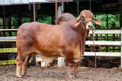 Beef cattle breeder, american brahman red on the ground in the fram ...