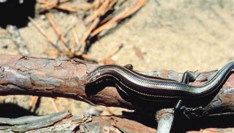 What Characteristics Do Both Lizards & Snakes Have? | Animals - mom.me