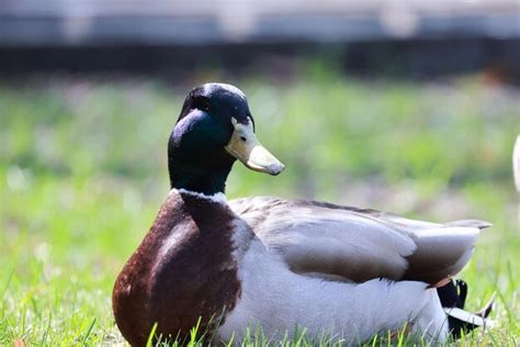 Premium Photo | Mallard duck in the wild, migratory bird, seasonal ...