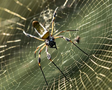 Golden Silk Orb Weaver. The real spider bros : r/spiderbro