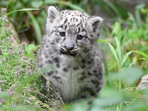 Snow Leopard Cubs With Mother