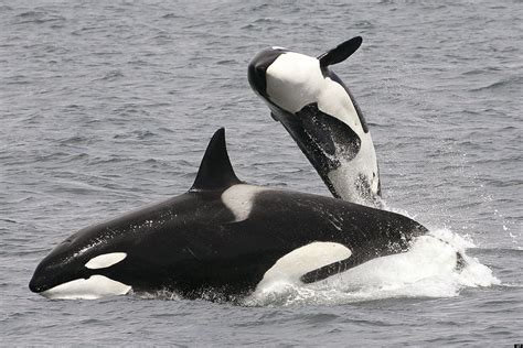 two orca whales are jumping out of the water