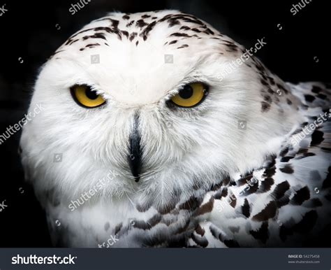 Close Up Portrait Of A Beautiful Snowy Owl Stock Photo 54275458 : Shutterstock