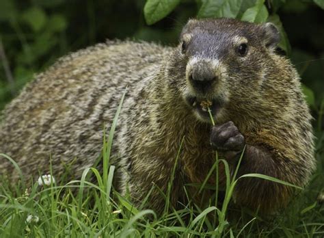 Woodchuck | The Animal Facts | Appearance, Diet, Habitat, Behavior