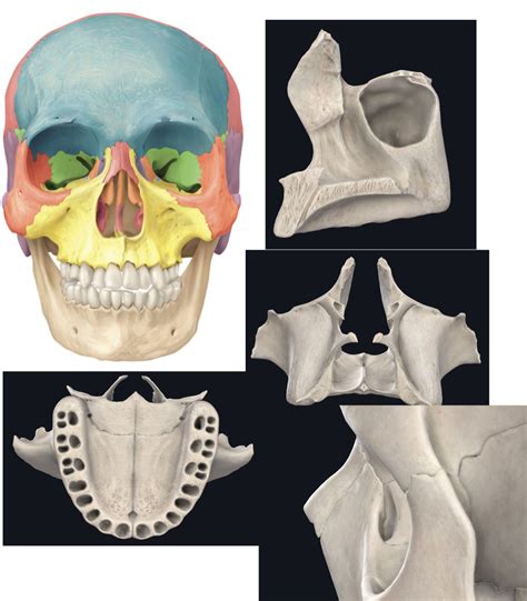 palatine bones and maxillae Diagram | Quizlet