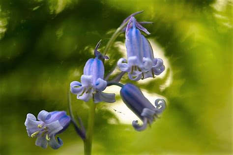 The bluebells of Belgium's Blue Forest