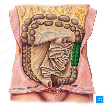 Large intestine: Anatomy, blood supply and innervation | Kenhub