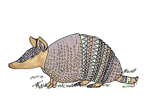 Armadillo Art Print / Armadillo Decor / Armadillo Wall Art / - Etsy